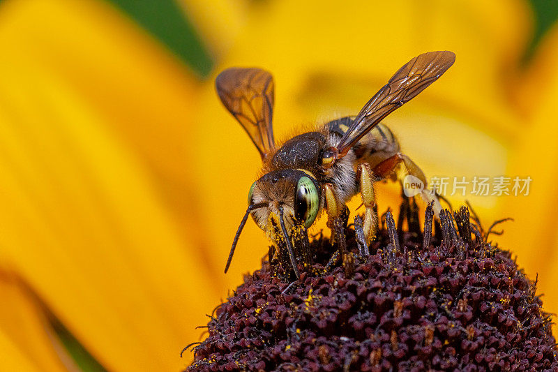 两刺Anthidium oblongatum, Oblong cotton bee，羊毛cardder bee, Rudbeckia，菊科。